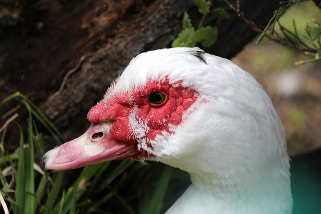 球员的判断 球员的判断